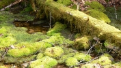 PICTURES/Fundy National Park - Dickson Falls/t_a-Moss Covered Trees.JPG